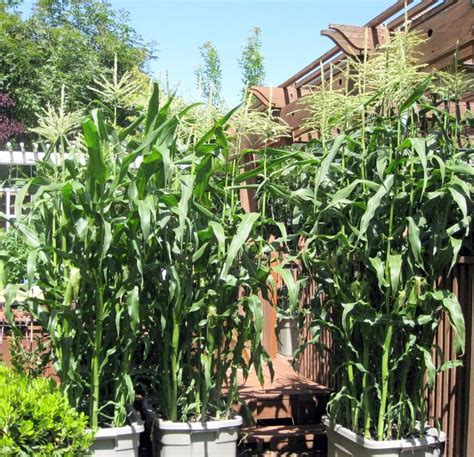 Grow corn in a container | Small scale agriculture | Pinterest