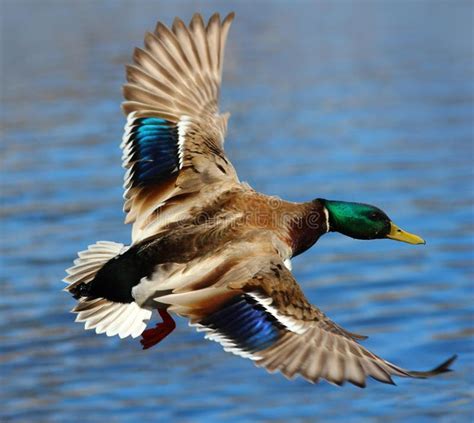 Male Mallard Duck Flying Over Water