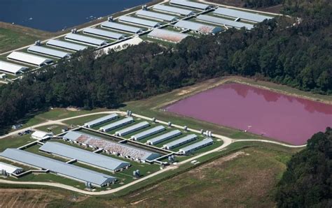 Factory Farming: What It Is and Why It's a Problem