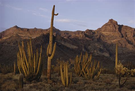 Desert Biome Animals