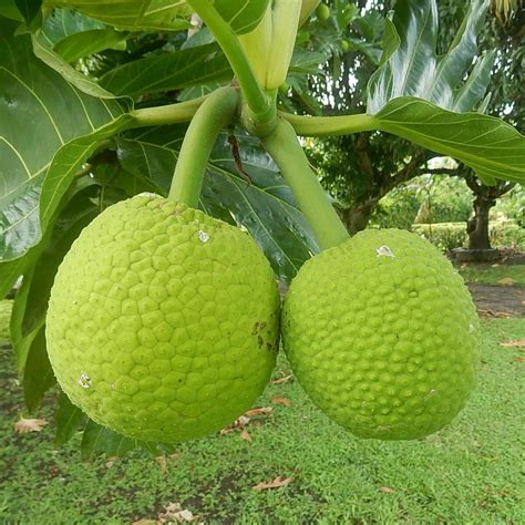 Fruta-pão – Educação e Transformação