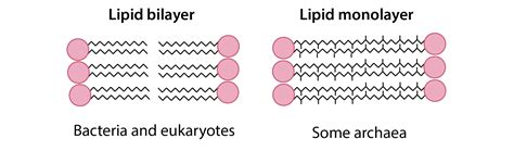 Archaea Vs Bacteria Cell Wall