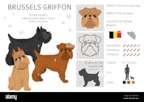 Brussels griffon clipart. Different coat colors and poses set. Vector ...