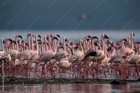 Lesser Flamingos moving in ont direction at Lake Bogoria, Kenya Photos ...