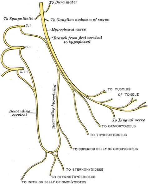 Ansa Cervicalis - an overview (2023)