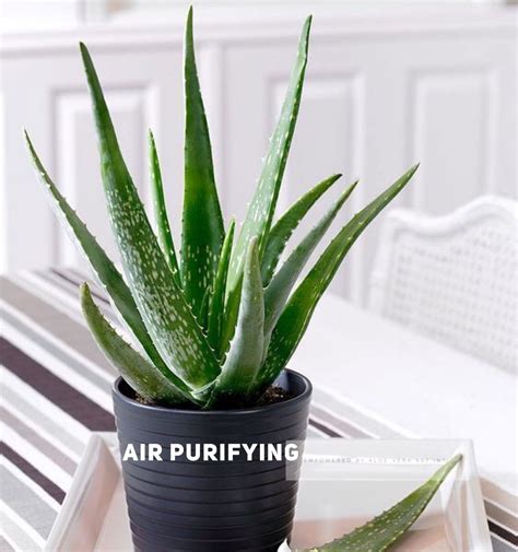 Air purifier Aloe Vera | Aloë vera plant, Kamerplanten, Planten