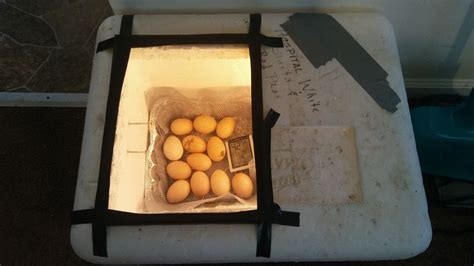 Homemade Egg Incubator Instructions