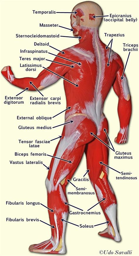 Male Muscle Anatomy Diagram Anatomy Of Human Male Muscular Photograph ...