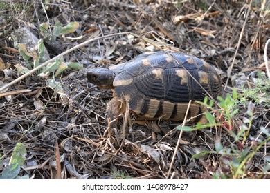 220 Marginated tortoise Images, Stock Photos & Vectors | Shutterstock