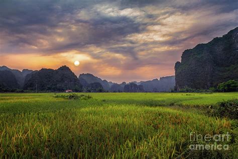 Tam Coc Rice Paddies at Sunset I Photograph by Karen Jorstad - Fine Art America