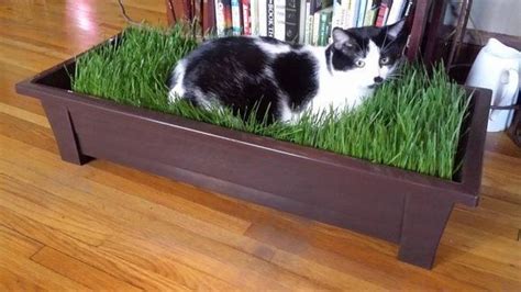 Pin by Sharon Richardson on Pet Beds DIY | Cat grass, Cat grass indoor, Cats