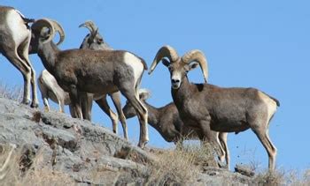 Animals - Death Valley National Park (U.S. National Park Service)