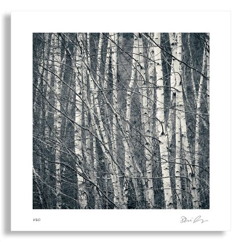 Loch Insh Birches - SHOP THE CAIRNGORMS