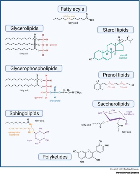 Modulators or facilitators? Roles of lipids in plant root–microbe ...