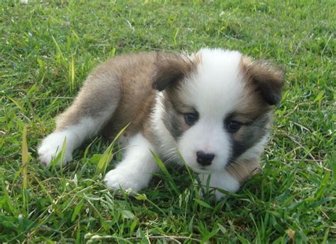 IcelandicSheepdogPuppies: Icelandic Sheepdog Puppies enjoy sunshine in ...