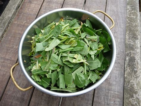 Wool - Tribulations of Hand Spinning and Herbal Dyeing: Making Woad Dye ...