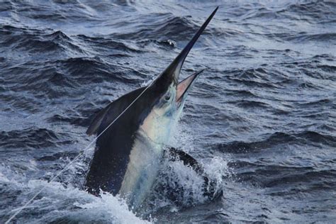 10 Black Marlin Facts - Fact Animal