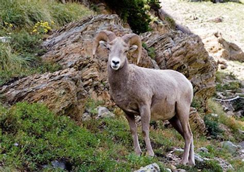 Zion National Park WildLife | Zion White Bison Resort