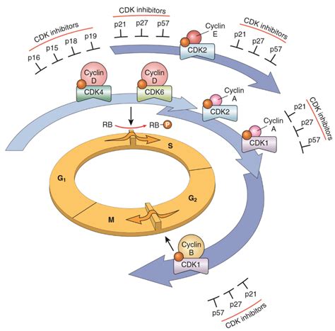 44. The myc oncogene. Types and their changes and role in tumours (c ...