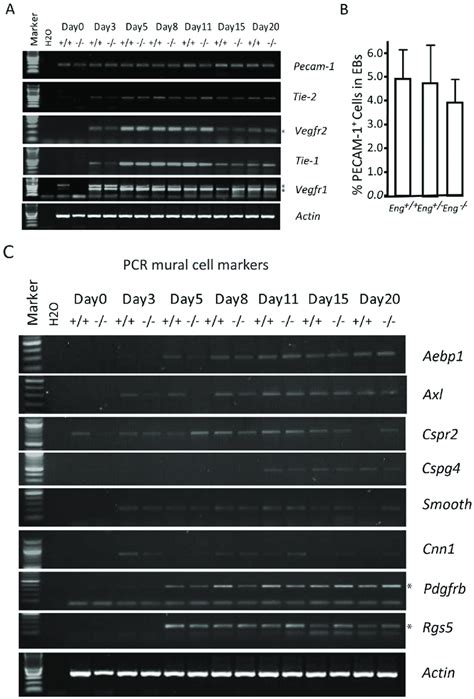 Expression of endothelial-specific markers during vascular development... | Download Scientific ...