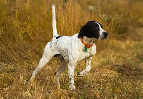 Pointer Jack Russell Terrier Mix Anything Terrier