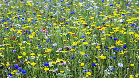 How to plant a wildflower meadow in your garden: try this alternative to lawns and borders ...