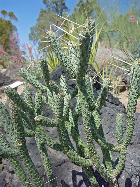 Sparse covering of spines - pictures of Cylindropuntia Ramosissima - Southwest USA Cylindropuntia