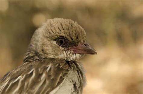 Meet the Honeyguide, the Bird That Responds When People Call - The Wire