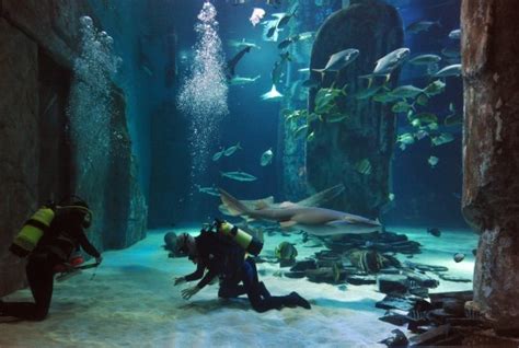 I went snorkelling with sharks at London Aquarium and it was amazing ...