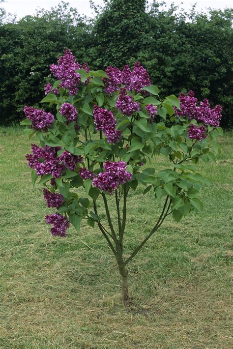 Miss Kim Lilac Tree For Sale - Balloow