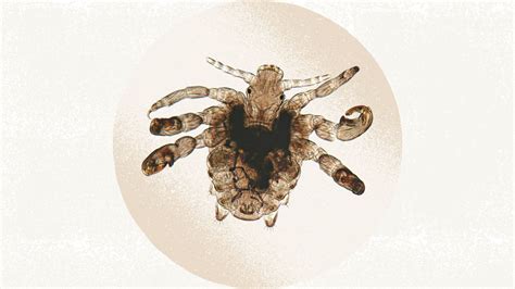 Are Lice Worse At Night? Uncovering The Nocturnal Secrets Of Lice