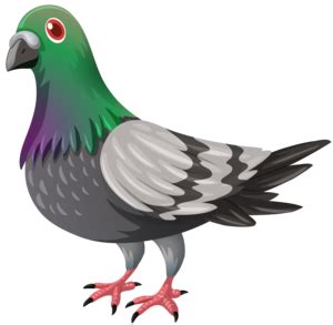 Pigeon PNG Transparent PNG, SVG Clip art for Web - Download Clip Art, PNG Icon Arts