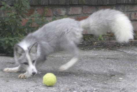 Exactly what I dream of having one day :) A Domesticated Silver Fox # ...