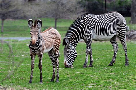 Photo: baby Grevy’s zebra makes appearance