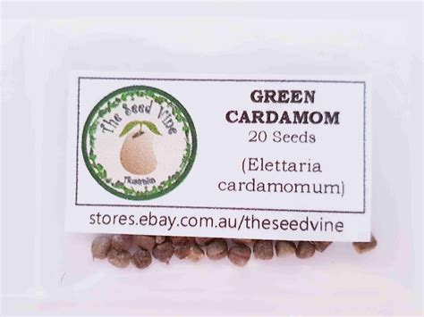 Elettaria cardamomum - Green Cardamom - The Seed Vine