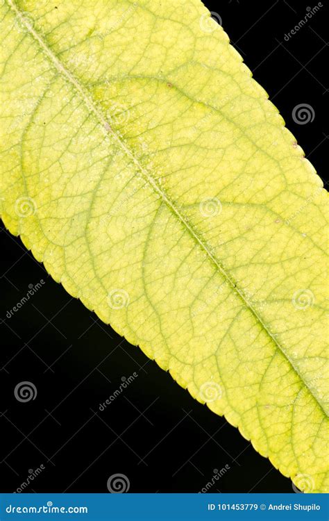 Autumn leaf. close-up stock image. Image of closeup - 101453779