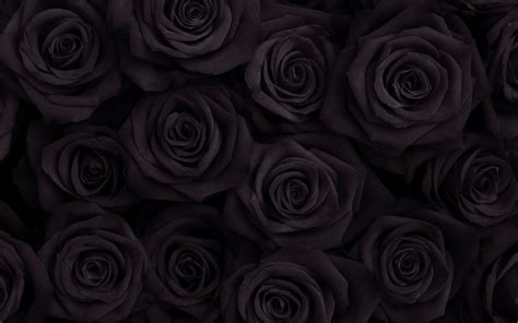 18 Black Rose Wallpapers - Wallpaperboat