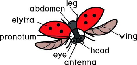 How Many Eyes Do Ladybugs Have? – WhatBugIsThat