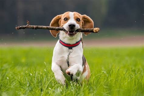 Le Chien De Briquet Dans Un Domaine Fonctionne Avec Un Bâton Image ...