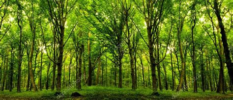 Forest trees. — Stock Photo © vovan13 #18891735