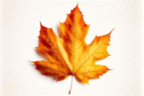 Premium Photo | Orange yellow maple leaf autumn leaf fall isolated on white