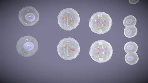 Mitosis Phases Animation