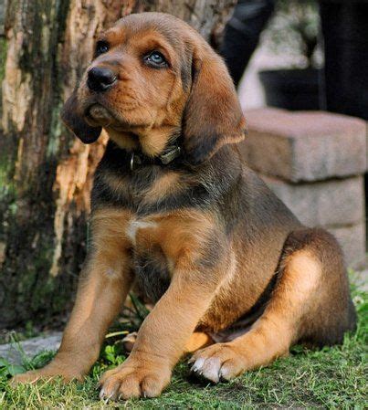 Polish Hound / Ogar Polski #Dogs #hunting | Hound dog breeds, Every dog breed, Dog breeds