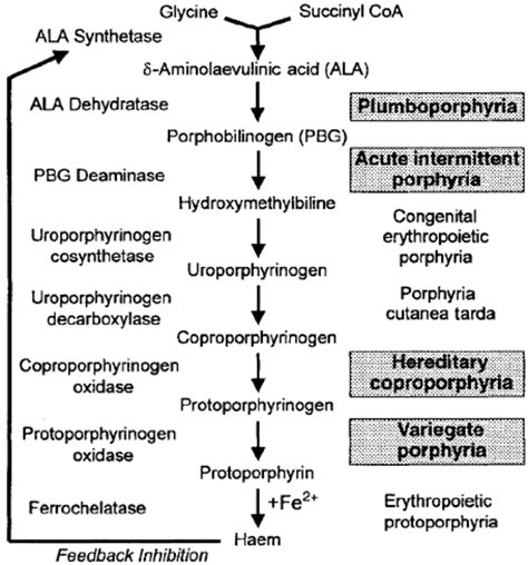 Metabolic Pathways Of Haem Synthesis The Enzymes Involved At Each Step ...