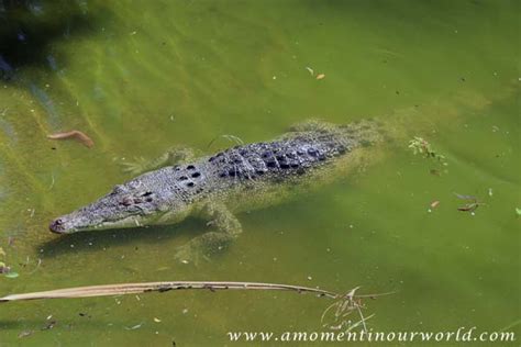 Lap of Oz: Day 53 Crocodylus Park - Simple Living. Creative Learning