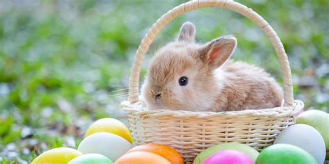 Where Did the Easter Bunny Come From? - Easter Bunny Origins