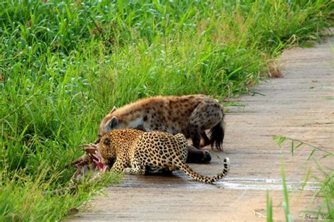 Video: Leopard and hyena share a meal - Africa Geographic