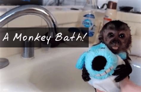 Nala the Baby Monkey Takes a Bath Video