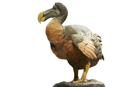 Interesting facts about the dodo | Just Fun Facts