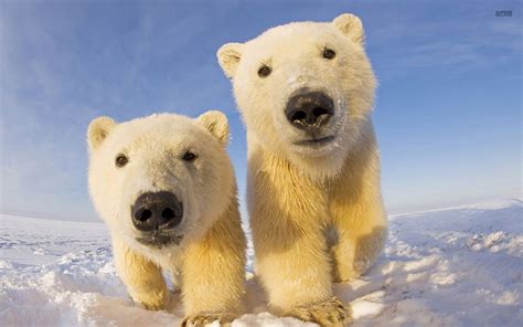 Cute Polar Bear Wallpaper For Android - High Resolution Polar Bear Hd - 1920x1200 Wallpaper ...